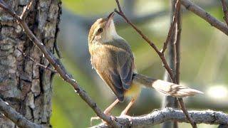 20240114  新海三期人工濕地  褐頭鷦鶯Prinia inornata 在樹上！ [upl. by Anneirb]