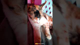 animals cat youtubeshorts cutecat catshorts 2024 dharitriamazingworld [upl. by Ojiram122]