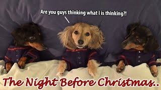 Ep7 Dachshund Mischief on the Night Before Christmas [upl. by Enoved15]