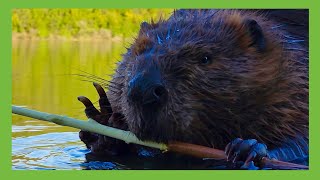 Watch ChewBarka Chew Bark … Beaver Close Up Video [upl. by Ainatnas891]