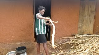 TRADITIONAL WAY OF DRYING FIREWOOD iammarwa VILLAGE [upl. by Artema]