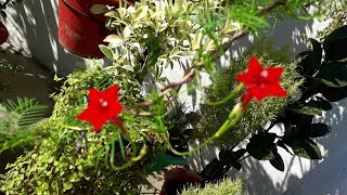 Cypress vine Ganesh vel plant care in Pot Hindi [upl. by Dewhurst369]