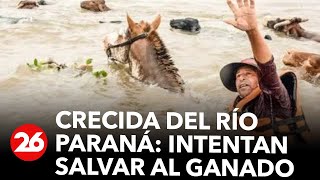 Crecida del Río Paraná intentan salvar al ganado [upl. by Rube]