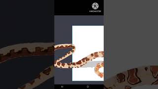 playing with a corn snake in Dc2 [upl. by Sammy]