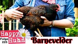 Barnevelder Hühner im Rasseportrait bei Happy Huhn E225  Herkunft Zucht Legeleistung Eier Küken [upl. by Eaves]