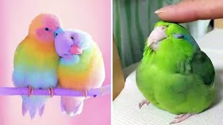 Smart And Funny Parrots Parrot Talking Videos Compilation 2023  Cute Birds 43 [upl. by Bowe]