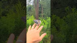 Meet Noah The Nuthatch [upl. by Hedveh]