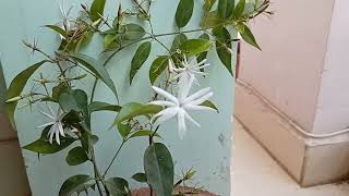 Raj Chameli Vs Chameli  Jasminum Grandiflorum Vs Jasminum Laurifolium [upl. by Reckford]