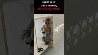 What is monkey max doing with the lighter monkey funnyanimal Short [upl. by Darell]