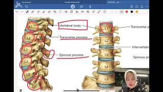 Anatomi vertebrae Musculi regio dorsum [upl. by Asiruam286]