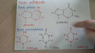 Ácido nucleico nucleotidos y bases nitrogenadas  Biología Ácidos nucleicos [upl. by Malim855]