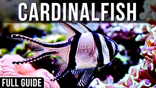 Saltwater Cardinalfish Info And Care  All About The Bangaii Cardinalfish [upl. by Stich]