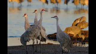 Sandhill Cranes [upl. by Solomon]