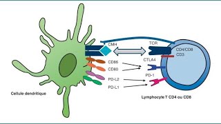 📍LES LYMPHOCYTES T  IMMUNOLOGIE [upl. by Syah]