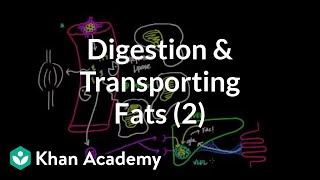 Digestion Mobilization and Transport of Fats  Part II [upl. by Archer]