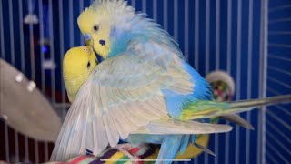 Budgies Mating [upl. by Elfont]