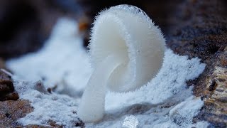 Beautiful Rare Mushrooms  Fungi plant growth [upl. by Regan]