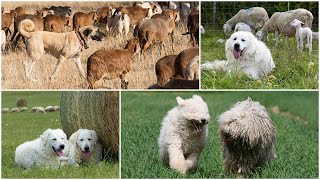 Podcast 160 Get to know the Livestock Guardian Dog Breeds [upl. by Mckenzie]