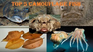 Top 5 Types of Fish With The Best Camouflage Ability  Top Camouflage Fish [upl. by Thia]