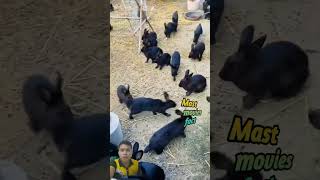 Lots of Black Rabbits rabbit cute pets animals farming bunny rabbitry [upl. by Other]