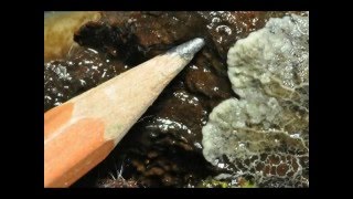 Slime mold compilation [upl. by Tterrej]