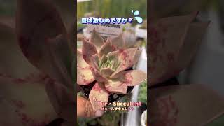 夏は激しめですか💦 千葉県船橋市で多肉生産者をめざしているPur・Succulentのピュールママです。多肉多肉植物ピュールサキュレント多肉生産者への道多肉生産者修行中園芸ガーデニング [upl. by Auhsuoj]