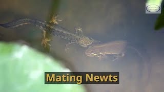 Watch Mating Newts in your pond and learn how to plant your pond to encourage them to visit you [upl. by Amberly711]