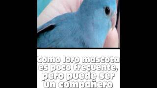 Loros Conociendo Forpus [upl. by Gauntlett]