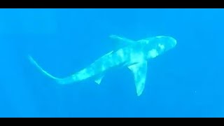 AZ MAN ALMOST GETS HIS CALF EATEN SHARK DIVE JUPITER FLORIDA 2023 MAN FROM [upl. by Ailahtan]