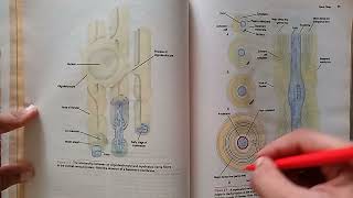 Part1 fastest Revision Chapter3Nerve fibers amp peripheral innervation neuroanatomy neurociencia [upl. by Seaman]