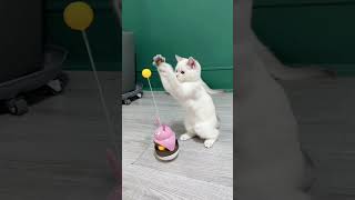 Cat Tumbler Ball Toys Treat Dispenser [upl. by Fotina]