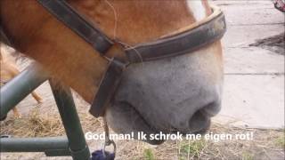 Kareltje VS de hoefstal Vlog5 Naturalhorsemo [upl. by Moira]