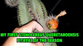 MY FIRST STENOCEREUS QUERETAROENSIS PITAYAS OF THE SEASON [upl. by Merle508]