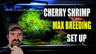 how to setup a cherry shrimp tank for begginers [upl. by Sitoel645]