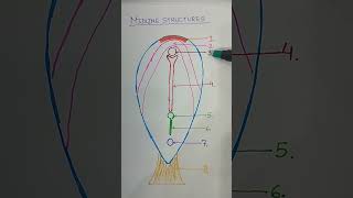 Midline structures of embryonic disc generalembryology [upl. by Awhsoj]