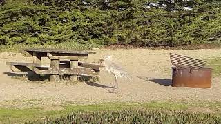 Great blue heron catches and swallows HUGE rodent [upl. by Akedijn]