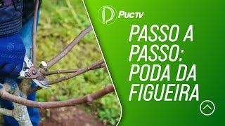 PASSO A PASSO PODA DA FIGUEIRA [upl. by Zigrang306]