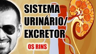 Sistema ExcretorUrinário  Os Rins e a filtragem do sangue  Anatomia Humana  VideoAula 030 [upl. by Chapell272]