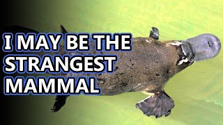 Platypus facts mammals that lay eggs  Animal Fact Files [upl. by Orest]