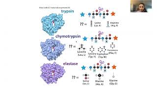 Serine protease biochemistry mechanism and inhibitors [upl. by Denice640]