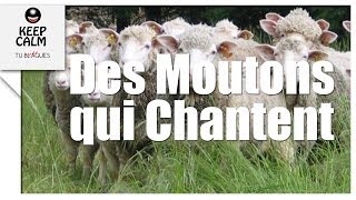 Chorale de moutons  Les moutons chantent  tublaguemdr [upl. by Jimmie]