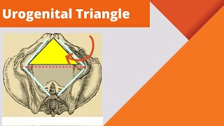 Urogenital triangle  Anatomy boundaries and contents of the urogenital triangle [upl. by Hubert483]