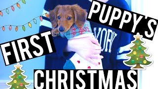 PUPPYS FIRST CHRISTMAS  VLOGMAS [upl. by Sylvia808]