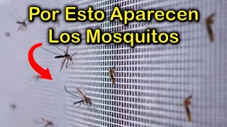 SINGIFICADO EMOCIONAL por el que APARECEN los MOSQUITOS ZANCUDOS en CASA 🦟 Como ELIMINAR la PLAGA [upl. by Eboh]