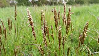 Captivating Beauty of Sweet Vernal Grass [upl. by Ciaphus464]