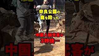 【中国人観光客のマナー】奈良公園の鹿を殴った中国人 海外の反応 shorts [upl. by Celestia]