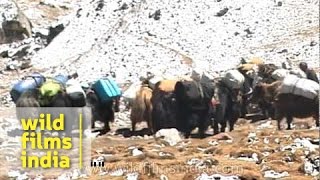 Yaks train head towards Everest Base camp [upl. by Adnauqal616]