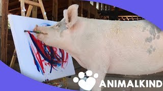 Rescued pig goes from slaughterhouse to artist [upl. by Gal]