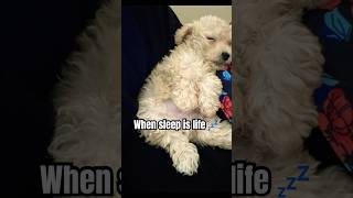 Sleep does the puppy good 😴🐶 sleeping puppy maltipoo sleepypuppy dog [upl. by Grider561]