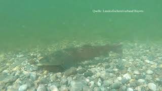 Naturspektakel  der Huchen die größte Forellenart sorgt in der Isar mitten in München für Nac [upl. by Mandie749]